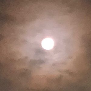 Meet your Posher, Ginger